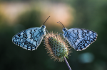 Two butterflies, Focusing partnerships