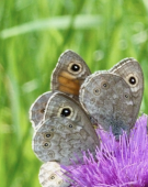 3 butterflies, triad