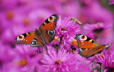 Butterflies on pink flowers