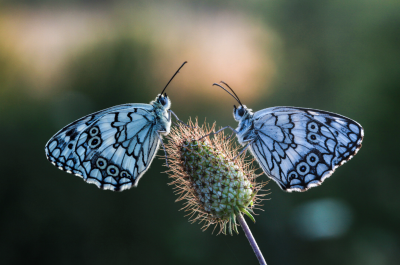 Focusing for beginners - image of two butterflies
