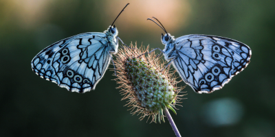 Two butterflies, Focusing partnerships