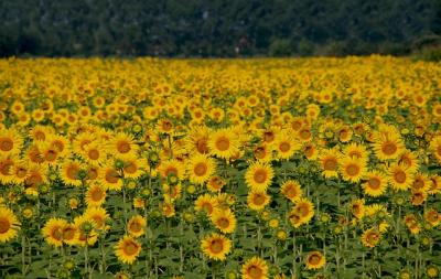 Sunflowers