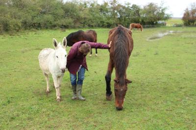 Juli walks between the horses and mule 