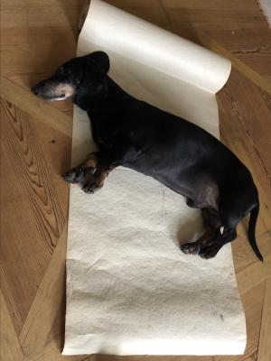 Dog, King Arthur, lying on a piece of paper on the ground