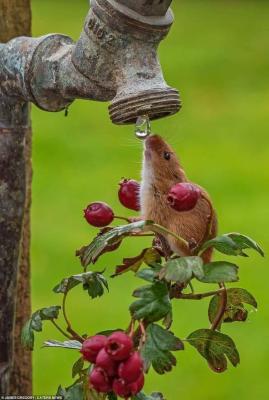 mouse drinking from outdoor faucet