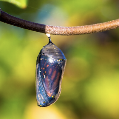 Process skipping, exemplified by a pupa/chrysalis