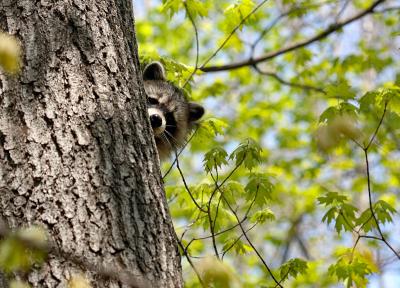 GRACIAS