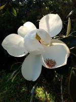 magnolia blossom 