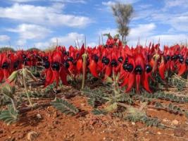 Beautiful Sturt Desert peas, flowering now in the Australian desert, Northern Territory