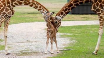 Connect before Correct Giraffe Lovers group by Thomas Nicholson.jpg