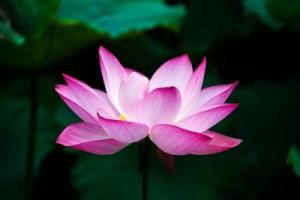 Lotus paix 