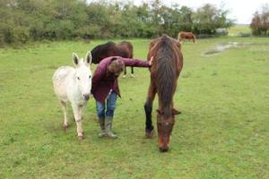 Juli walks between the horses and mule 
