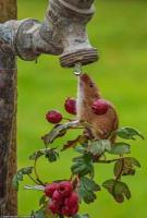 mouse drinking from outdoor faucet