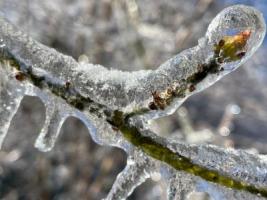 Frozen Bud